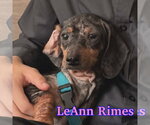 Small #2 Dachshund
