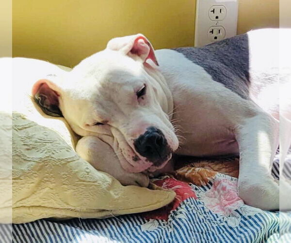 Medium Photo #34 American Pit Bull Terrier-Unknown Mix Puppy For Sale in Germantown, OH, USA