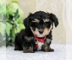 Small Photo #1 Yo-Chon Puppy For Sale in GORDONVILLE, PA, USA