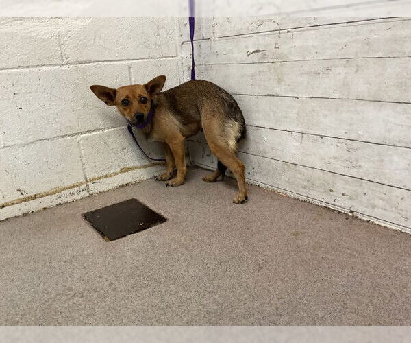 Medium Photo #1 Chihuahua Puppy For Sale in San Bernardino, CA, USA