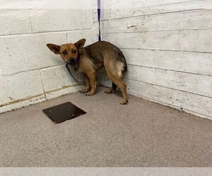 Chihuahua Dogs for adoption in San Bernardino, CA, USA