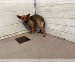 Small Chihuahua