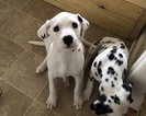 Small Photo #16 Dalmatian Puppy For Sale in ASHEBORO, NC, USA