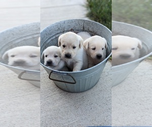 Labrador Retriever Puppy for sale in EASTON, KS, USA