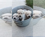 Image preview for Ad Listing. Nickname: Boy