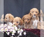 Small #4 Cavapoo (Miniature)