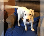 Small #5 Mutt