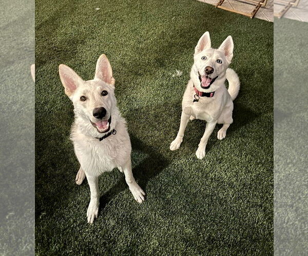 Medium Photo #4 Unknown-white german shepherd Mix Puppy For Sale in Dana Point, CA, USA