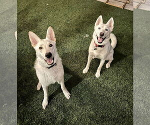 Everest - Male Unknown-white german shepherd Mix Dog for Adoption - Photo #4