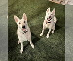 Small #3 white german shepherd Mix