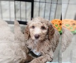 Small Photo #2 Goldendoodle Puppy For Sale in KNOXVILLE, TN, USA