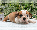Small Photo #21 English Bulldog Puppy For Sale in GORDONVILLE, PA, USA