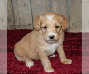 Goldendoodle-Poodle (Miniature) Mix Puppy for sale in STANLEY, WI, USA
