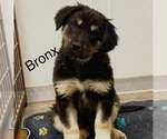 Small #2 Australian Shepherd Mix