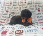 Small #6 Aussiedoodle Miniature 