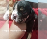 Small Photo #19 English Bulldog Puppy For Sale in COLUMBUS, OH, USA