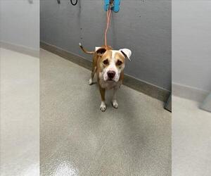 Medium American Pit Bull Terrier Mix