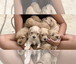 Cockalier-Maltipoo Mix Puppy for sale in GAINESVILLE, GA, USA