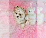 Small #2 Pomeranian