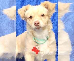 Chiranian Dogs for adoption in Cuba, NY, USA