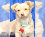 Benjamin - Male Chiranian Dog for Adoption - Small photo