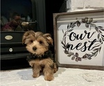 Small #1 -Yorkshire Terrier Mix