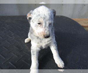 Australian Cattle Dog Puppy for sale in JACKSON, MI, USA