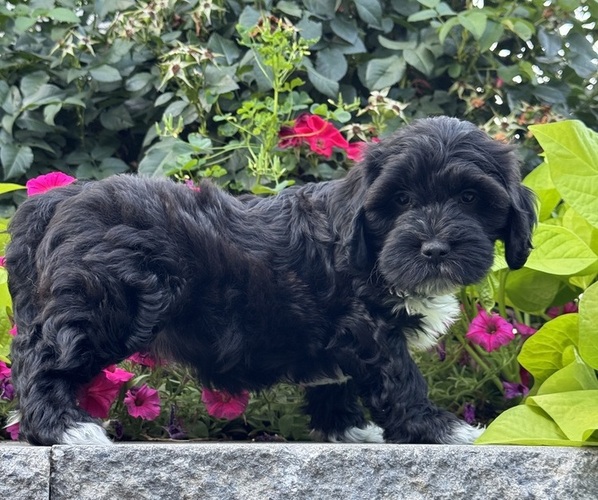 Medium Photo #3 Lhasapoo Puppy For Sale in CANOGA, NY, USA