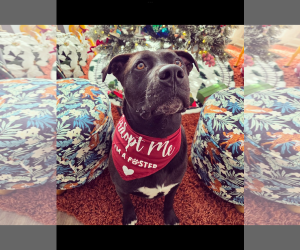 Medium Photo #9 Mutt Puppy For Sale in Myrtle Beach, SC, USA