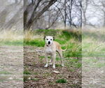Small #1 American Pit Bull Terrier Mix