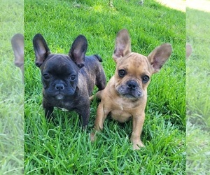 French Bulldog Puppy for Sale in LAKESIDE, California USA