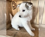 Small Photo #6 Australian Shepherd Puppy For Sale in CHESTERFIELD, MI, USA