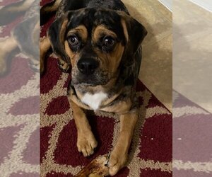 Puggle Dogs for adoption in Wenonah, NJ, USA