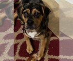 Small Photo #1 Puggle Puppy For Sale in Wenonah, NJ, USA