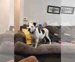 Small Mutt