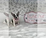 Small Photo #2 French Bulldog Puppy For Sale in SARATOGA SPRINGS, NY, USA