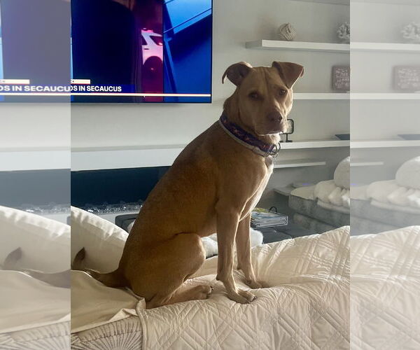 Medium Photo #13 Mutt Puppy For Sale in Spring Lake, NJ, USA