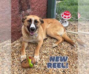 German Shepherd Dog-Unknown Mix Dogs for adoption in Forestville, MD, USA