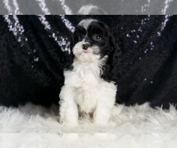 Medium Photo #7 Cavapoo Puppy For Sale in WARSAW, IN, USA
