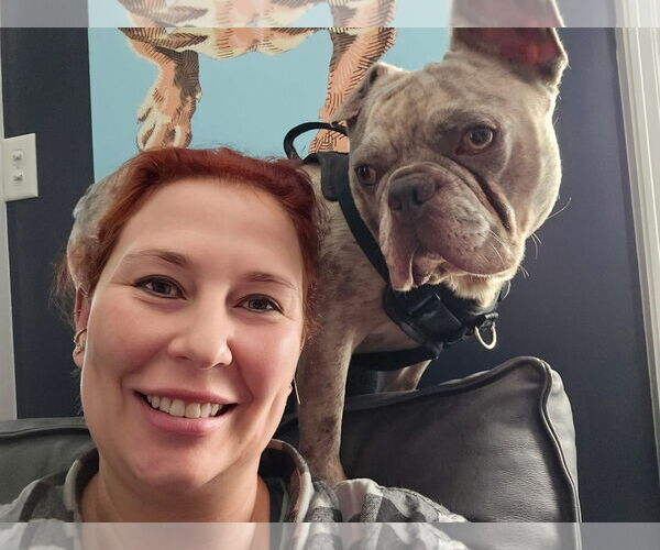 Medium Photo #3 Bulldog-Unknown Mix Puppy For Sale in Germantown, OH, USA