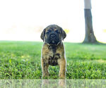 Puppy 1 English Bulldog-Mastiff Mix
