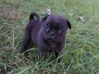 Small Photo #8 Pug Puppy For Sale in CATLETT, VA, USA