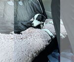 Small #1 Mutt