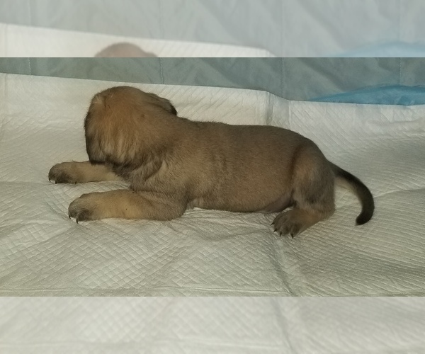 Medium Photo #47 Mastiff Puppy For Sale in FULTON, NY, USA