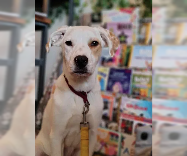 Medium Photo #13 Labrador Retriever-Unknown Mix Puppy For Sale in Utica, NY, USA