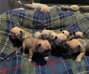 French Bulldog Puppy for Sale in COLLEGE PLACE, Washington USA