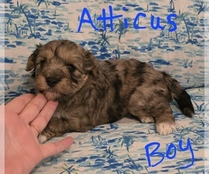 Chizer Puppy for sale in MONTEZUMA, GA, USA