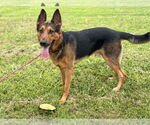 Small #4 German Shepherd Dog