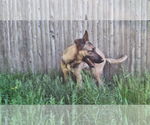 Small #5 German Shepherd Dog