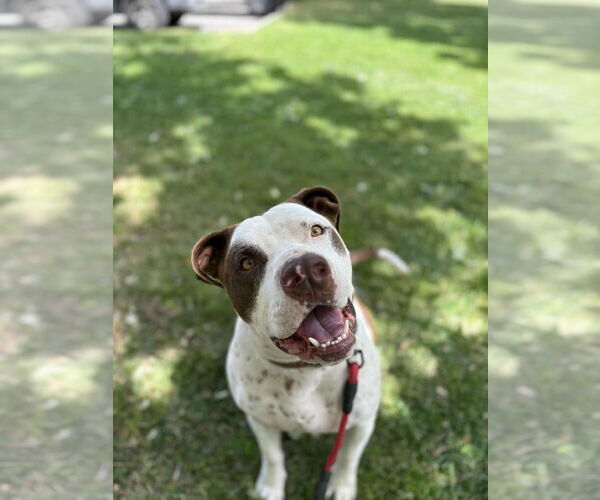 Medium Photo #1 American Bulldog-German Shorthaired Pointer Mix Puppy For Sale in Visalia, CA, USA